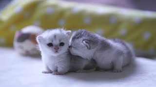 Baby Munchkin Kittens That Will Melt Your Heart ❤