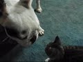 george french bulldog and kitten running about