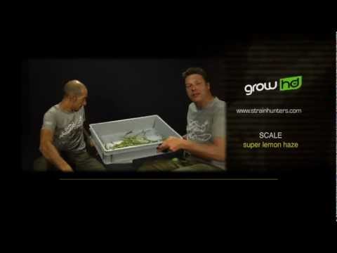 how to grow lemon g