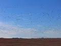 Snow Geese In Nokomis, Saskatchewan Snow Geese In Nokomis, Saskatchewan
