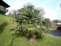 PALME