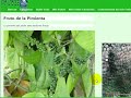Un Arbol de Pimienta en Paisageo.com