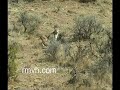 Utah Bobcat, too early...