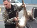 A new use for roadkill