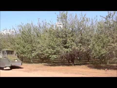 how to harvest almonds in australia