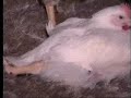 KFC cruelty KFC cruelty