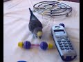 Our budgie Spikey