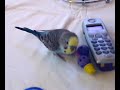 Our budgie Spikey Our budgie Spikey