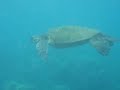 Maui Turtle - Walking on the reef