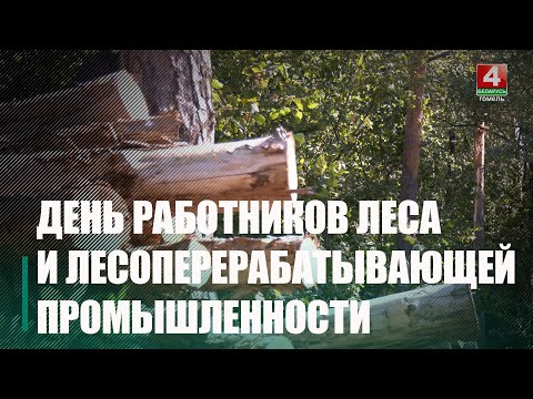 Работники леса Беларуси отметили свой профессиональный праздник видео
