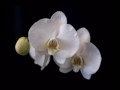 Botanicals