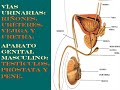 urologo