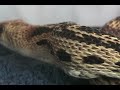 Snake Eats Rat Alive: 2 of 3