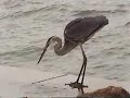 Heron almost eats a nail Heron almost eats a nail