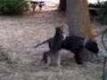 videos de una giornata a polizzi
