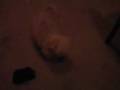 my horny dogg 