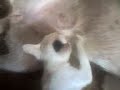 sopie and maning . .