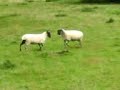 Zenos Academy Sheep Fight Zenos Academy Sheep Fight