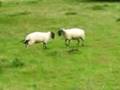Zenos Academy Sheep Fight