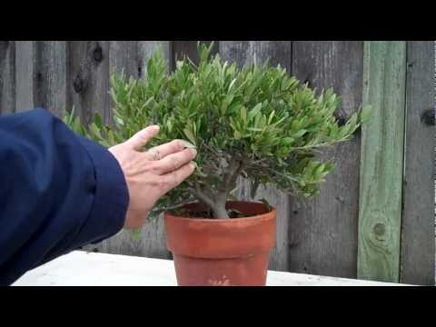 how to care for an olive tree in the uk