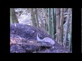 YouTube 動画ポップアップ再生