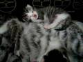 6 day old kitten sleeping with mom