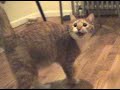 Demon Cat