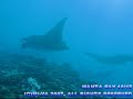 Manta ray ??? ???????????????