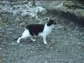 Gatos de Loriga