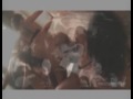 Waka Flocka Flame remix