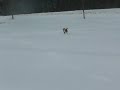 Beagle Olivia: Schnee ist wunderbar!
