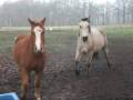 Onze paarden in de wei