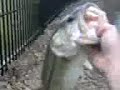 3 pound bass in pond near my house