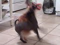 ポメラニアン動画