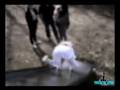 videos de Folk som tryner!