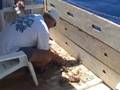 Seaweeds & invertebrates of the SW Gulf of Mexico, Pt. 1