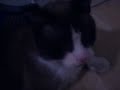 Bandit mon gros minou hahah