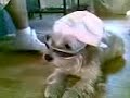 Olfert the dog!