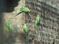 Parrots(Indian Rose ring neck Parakeets) eating calcium minerals