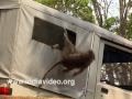 Monkeys playing, Monkey troup in action, monkeys at war, India
