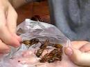 Crickets in Cambodia