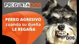 19 - Educar a perro agresivo que gruñe a sus dueños
