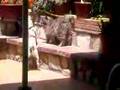 Pug video
