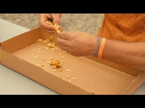 how to dry pumpkin seeds to replant