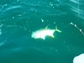 Jack Crevalle fishing on distraction charters