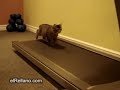 Felinos en forma
