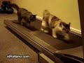 Felinos en forma