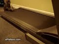 Felinos en forma