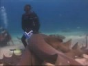 Dehner dives with sharks