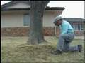 A Stump Man Tree Stump Removal -- Determining stump diameter video